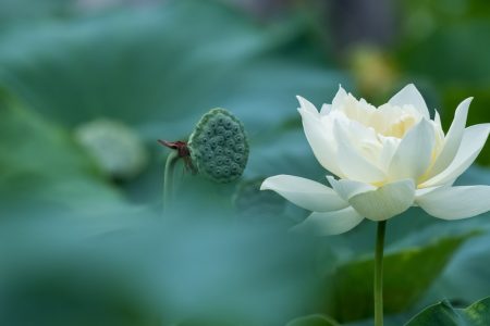 lotus-white-D9FSXMN - Urh. chuyu2014